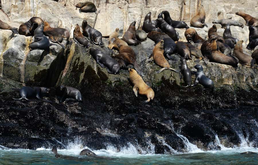Palomino Islands Yacht Tour and swim alongside the sea lions - A protected marine area with rules that matter
