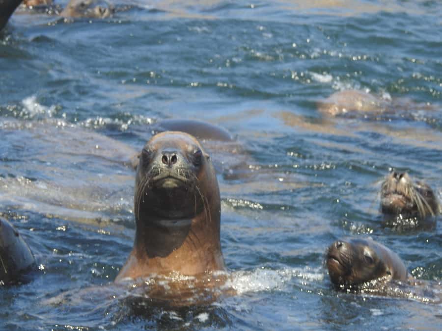 Palomino Islands Yacht Tour and swim alongside the sea lions - Hotel pickup from Miraflores, Barranco, or San Isidro