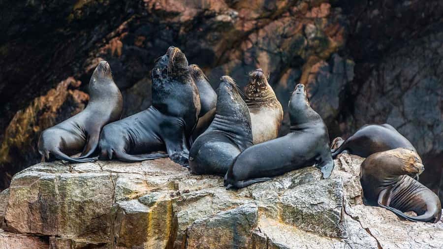 Paracas: Ballestas Islands and Candelabra of Paracas Boat - Who should book this boat tour?