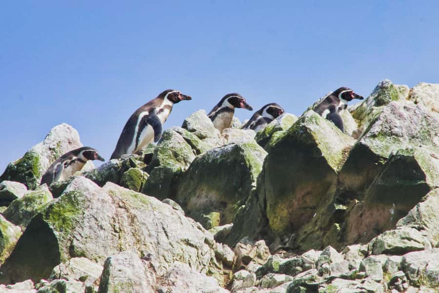 Paracas: Ballestas Islands and Candelabra of Paracas Boat - Meeting at the Paracas port
