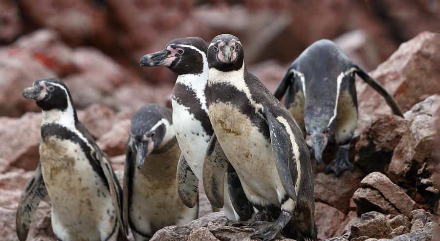 Paracas: Ballestas Islands and Candelabro Boat Tour - Key points to know before you book