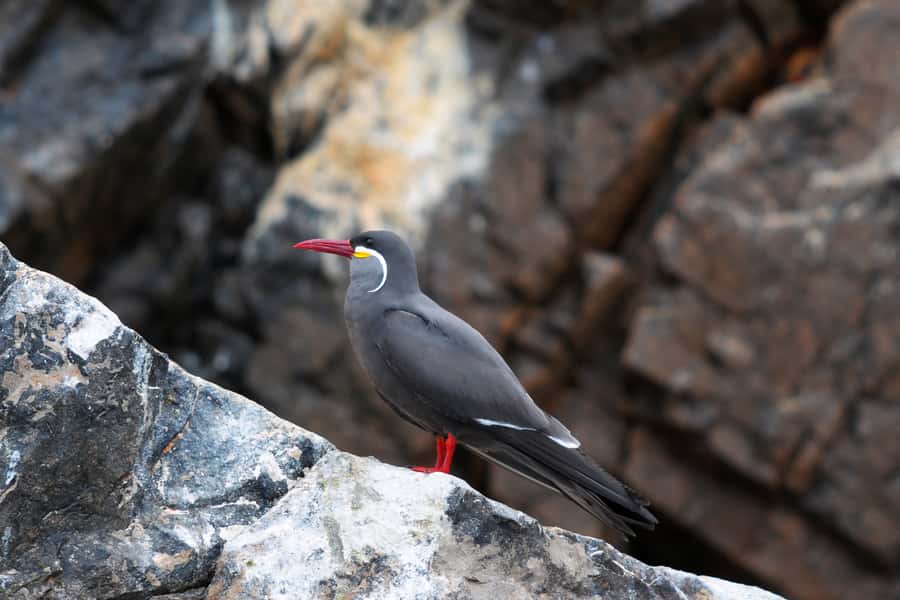 Paracas: Ballestas Islands and Candelabro Boat Tour - The 40-minute visit to the Ballestas Islands