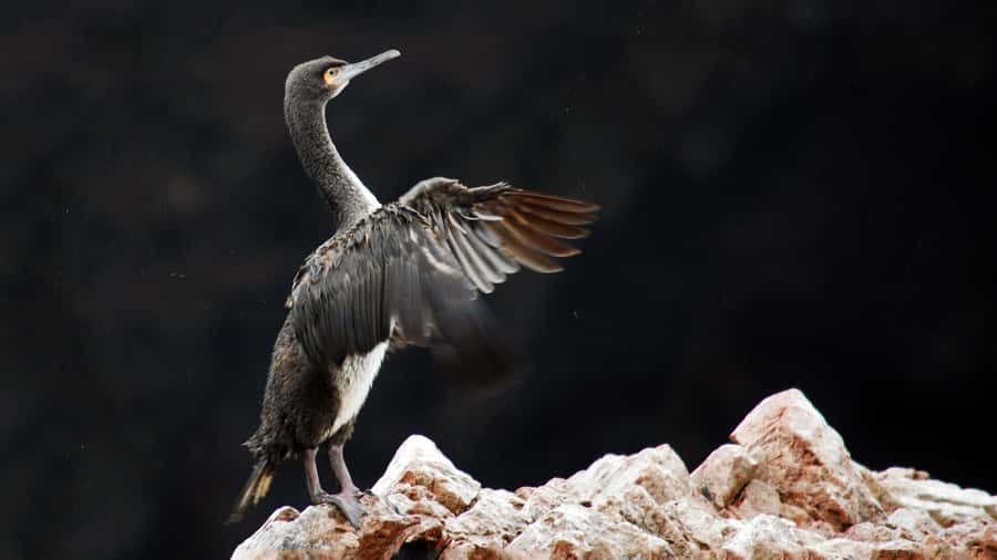 Paracas: Ballestas Islands and Candelabro Boat Tour - The 30-minute return to Paracas