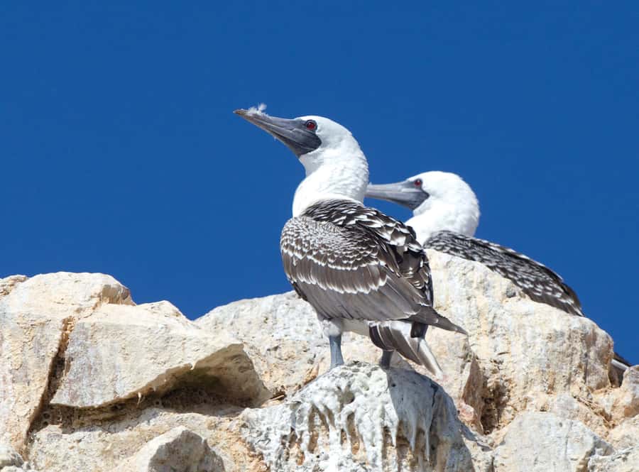 Paracas: Ballestas Islands and Candelabro Boat Tour - Weather is the biggest factor