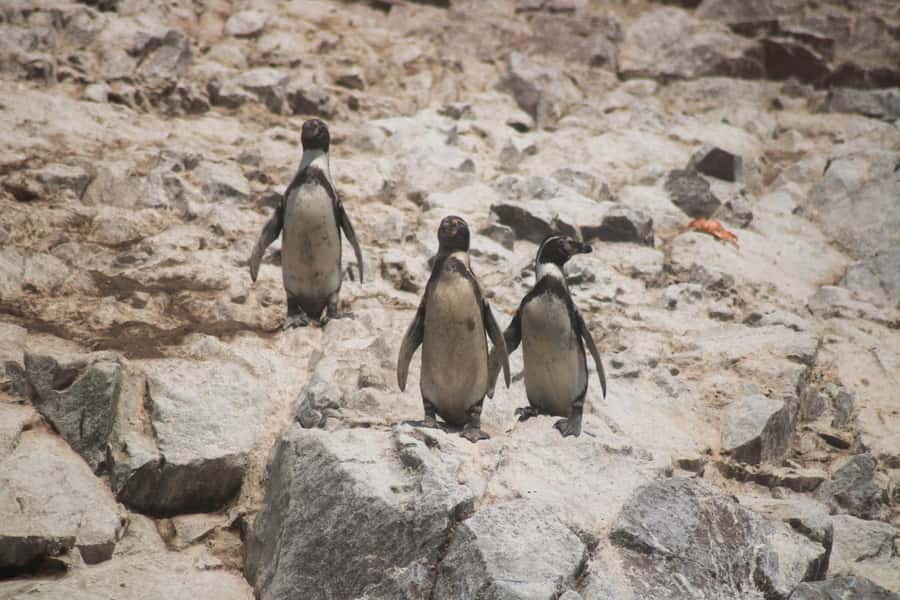 PARACAS: BALLESTAS ISLANDS AND NATIONAL RESERVE - Wildlife around the three Ballestas Islands