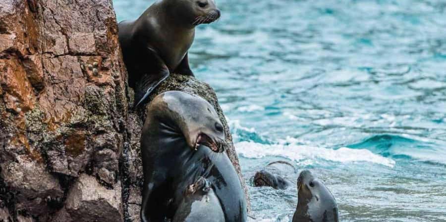 Paracas: Ballestas Islands Boat tour - Islas Ballestas - Who will enjoy this boat tour most