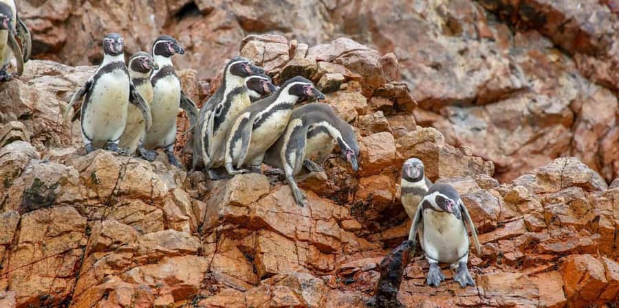 Paracas: Ballestas Islands Boat tour - Islas Ballestas - Starting at El Chaco Pier in Paracas