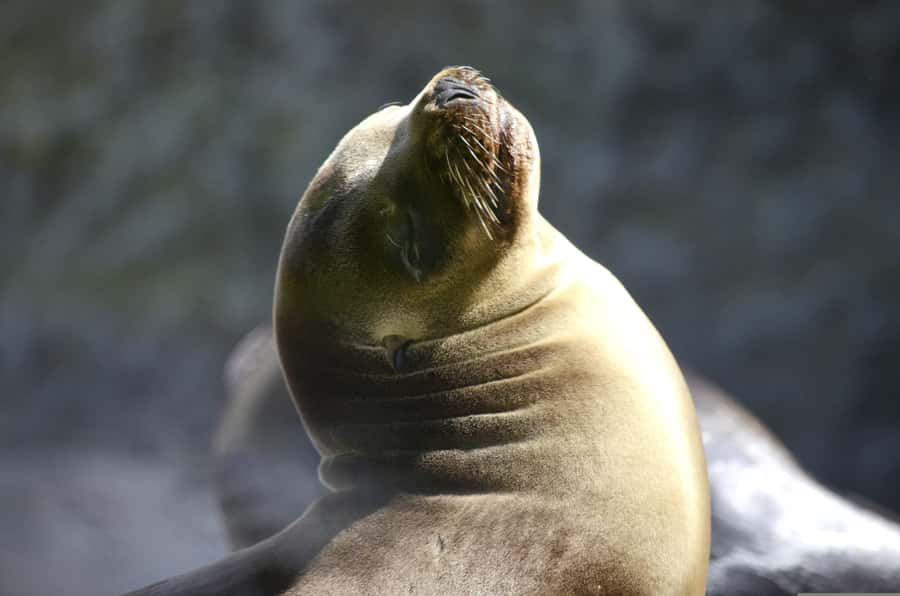 Paracas: Ballestas Islands Boat tour - Islas Ballestas - Dolphins, whales, and the limits of wild sightings