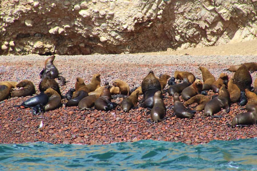 Paracas: Ballestas Islands Guided Boat Tour - A two-hour outing with useful value