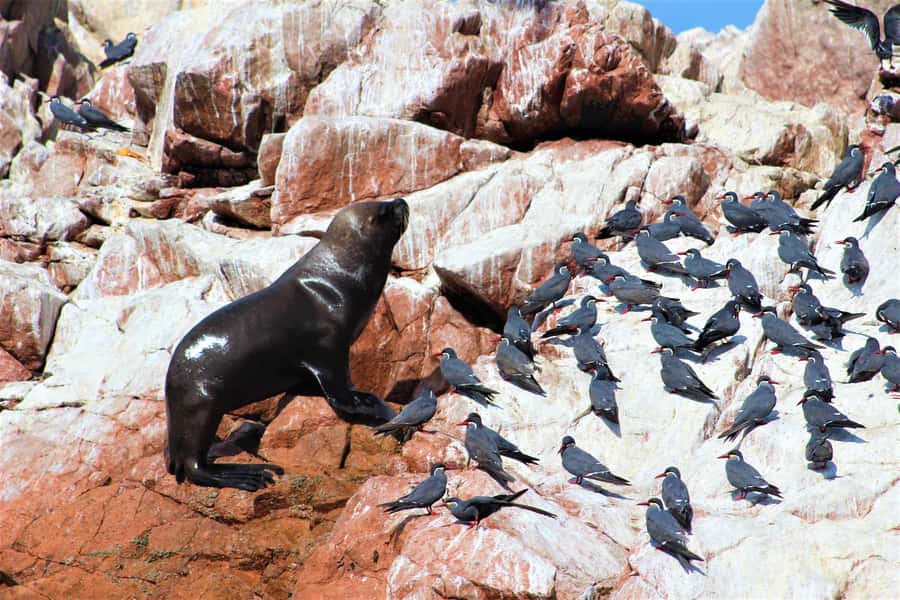 Paracas: Ballestas Islands Guided Boat Tour - Who should book this boat tour