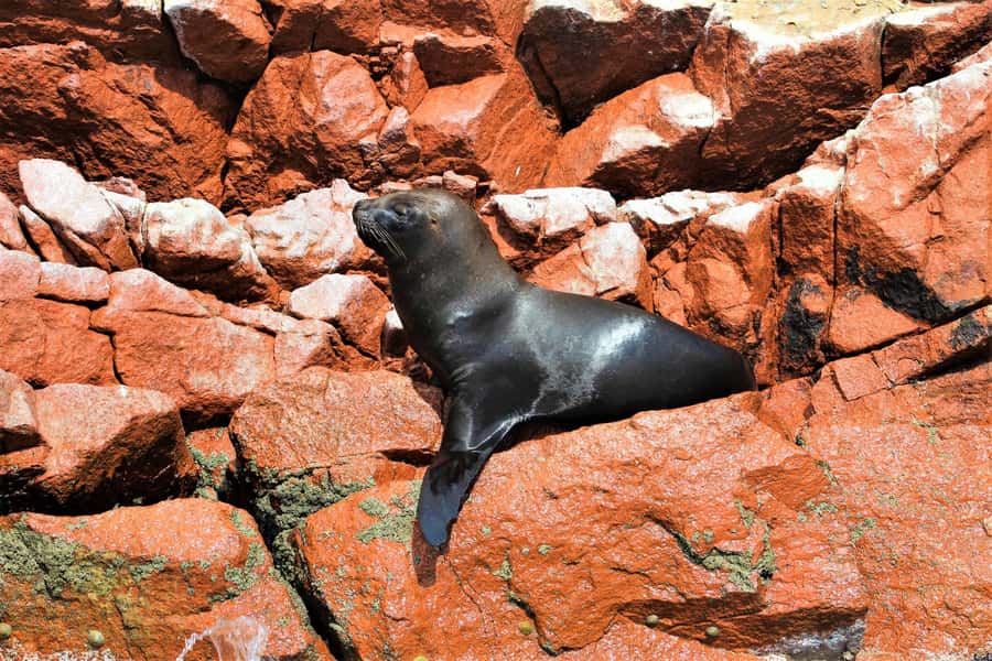 Paracas: Ballestas Islands Guided Boat Tour - Small preparations that improve the outing