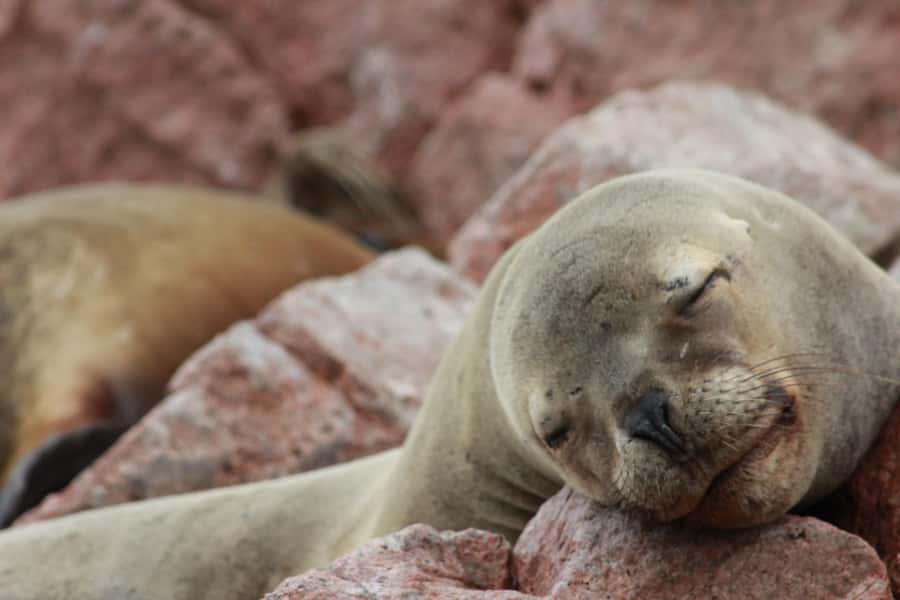 Paracas: Ballestas Islands Guided Boat Tour - The speedboat ride across Paracas Bay