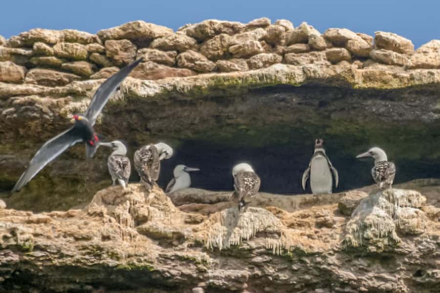 Paracas: Ballestas Islands Morning Boat Tour - El Candelabro, Paracas’ mysterious first stop