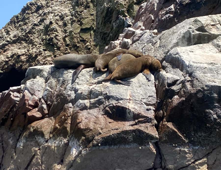Paracas: Ballestas Islands Morning Boat Tour - The Ballestas Islands and their crowded rock shelves