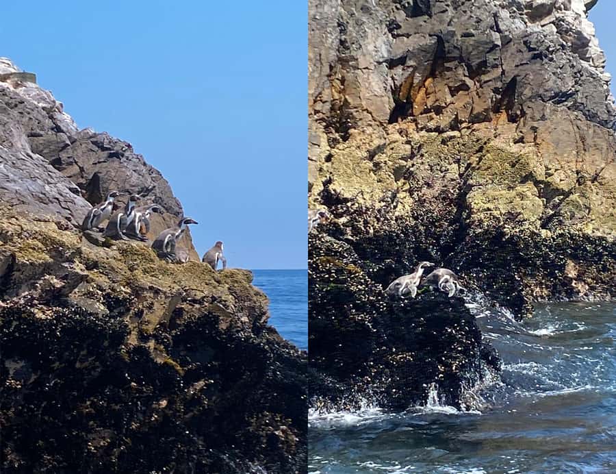 Paracas: Ballestas Islands Morning Boat Tour - Wildlife ethics and the limits of close viewing