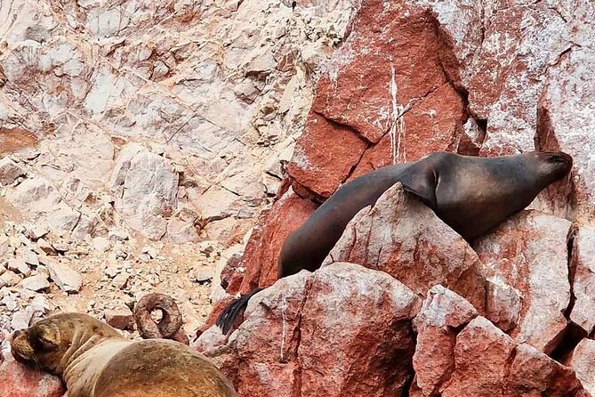 Paracas, Huacachina and Sunset Tour at the Oasis - Ballestas Islands: Peru’s wildlife hour