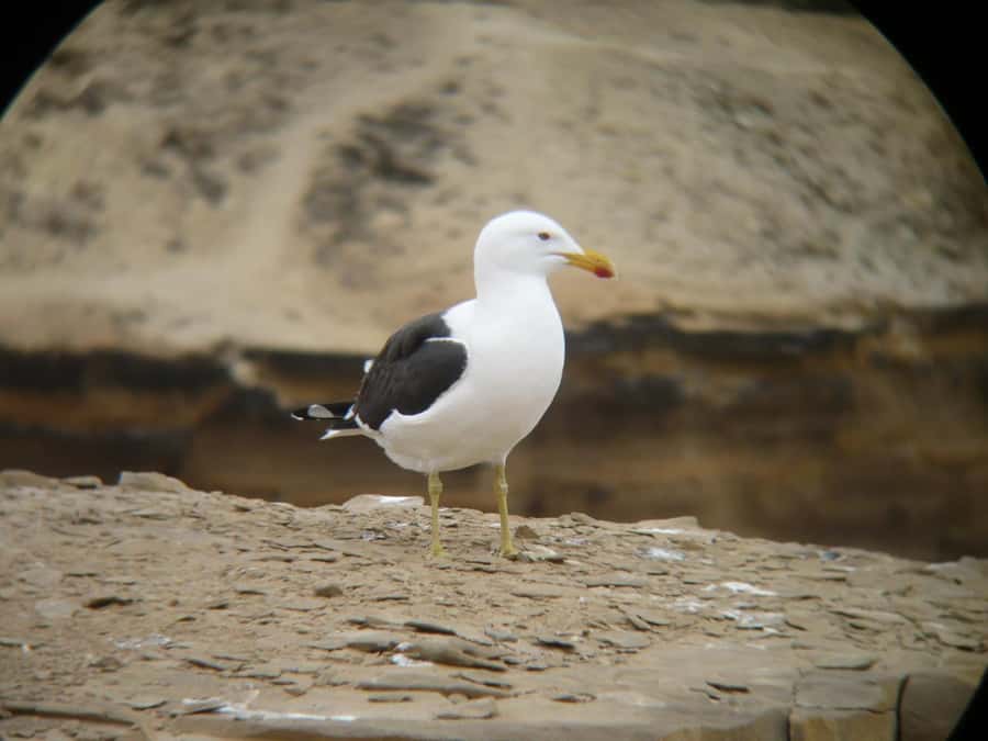 Paracas:Private Tours Paracas National Reserve all inclusive - Mirador Istmo and the peninsula from above