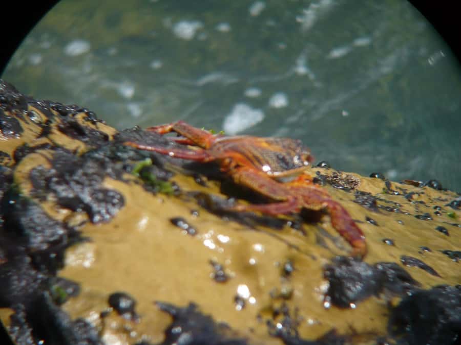 Paracas:Private Tours Paracas National Reserve all inclusive - Playa Roja: Paracas’s most unusual beach