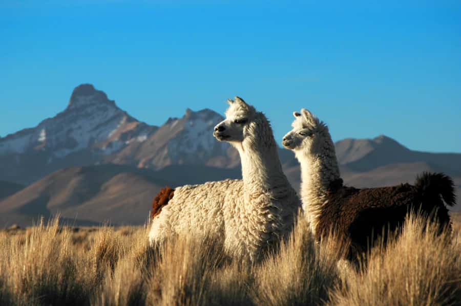 Pisaq, Ollantaytambo, Chinchero - Sacred Valley Experience - Transport, timing, and what to bring