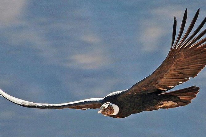 Private Colca Full-Day Tour from Arequipa - A 3:00 am start sets the tone