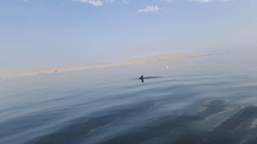 Private Tour: Ballestas Island & Huacachina Oasis, from Lima - Key points to know before booking
