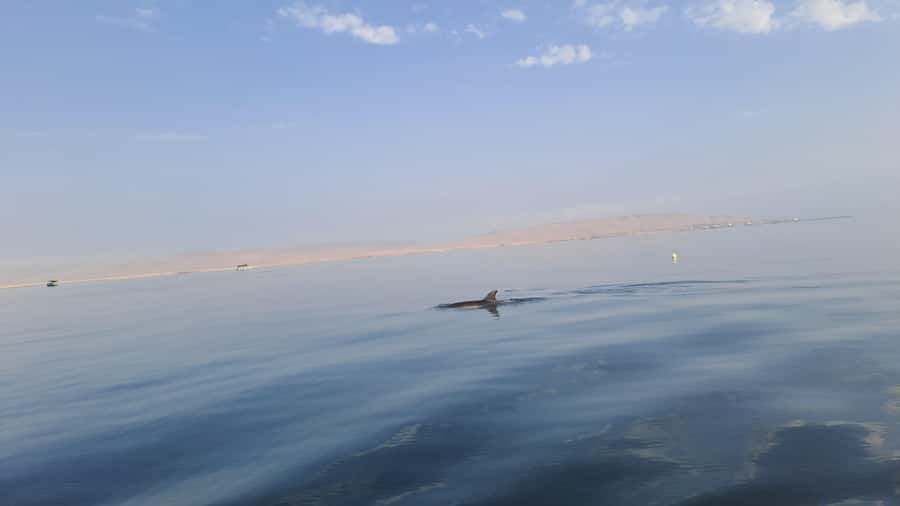 Private Tour: Ballestas Island & Huacachina Oasis, from Lima - Vineyard visits and the Pisco connection