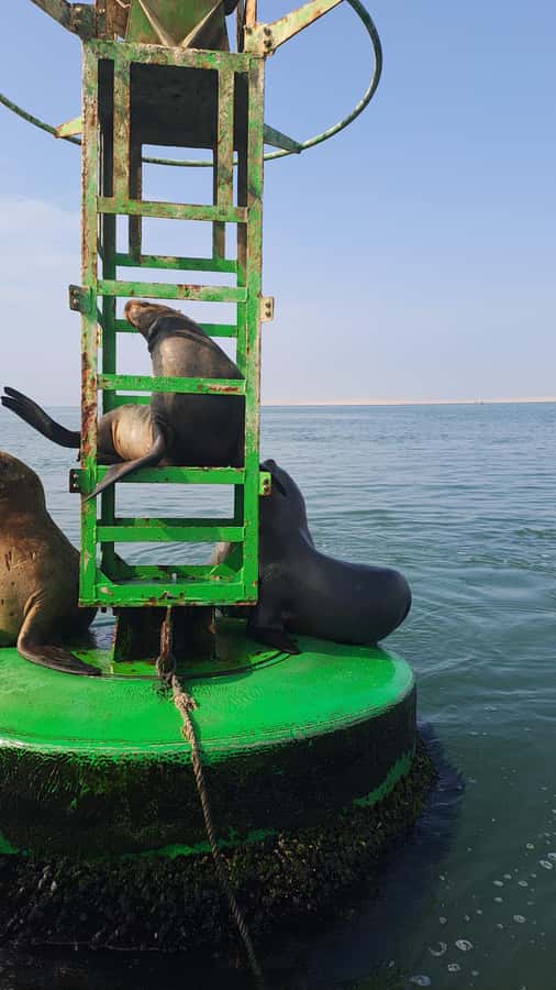 Private Tour: Ballestas Island & Huacachina Oasis, from Lima - What the private guide adds