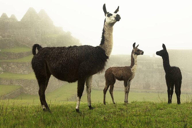 Private Tour to the Lost City: Machu Picchu in One Day - Lunch and free time in Aguas Calientes