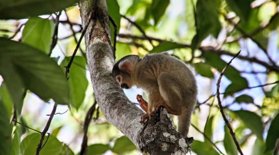 Puerto Maldonado: 2-Day Peruvian Tambopata Jungle Trip - Is $280 a fair price?