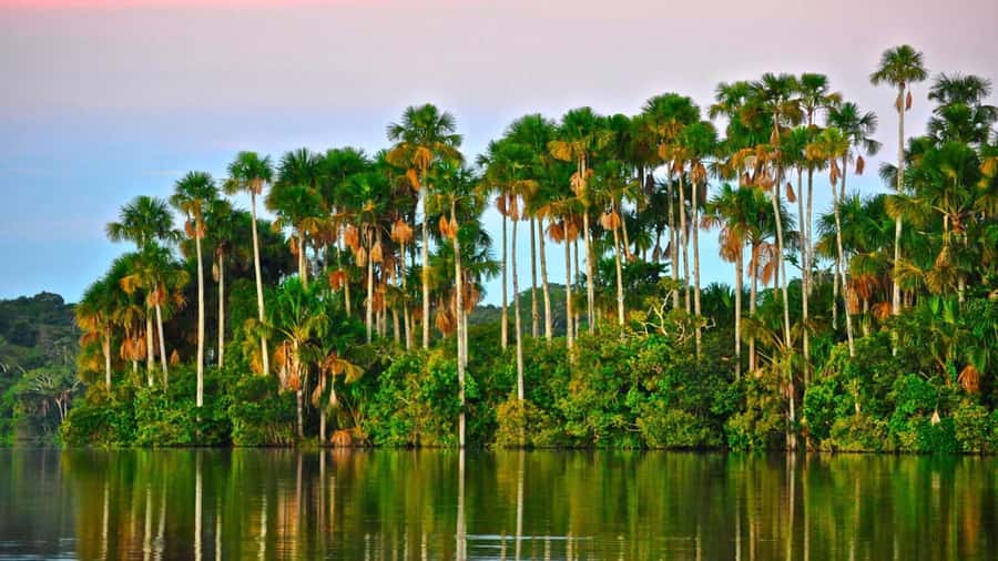Puerto Maldonado: 2-Day Peruvian Tambopata Jungle Trip - A 190-meter zip line through the forest