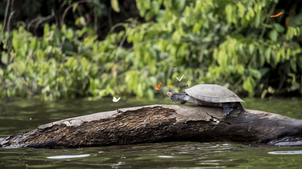 Puerto Maldonado: 2-Day Peruvian Tambopata Jungle Trip - Canoeing on Lake Sandoval