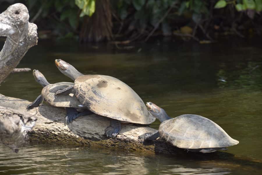 Puerto Maldonado: 4-Day Tambopata Rainforest Tour - The five details that shape the whole trip