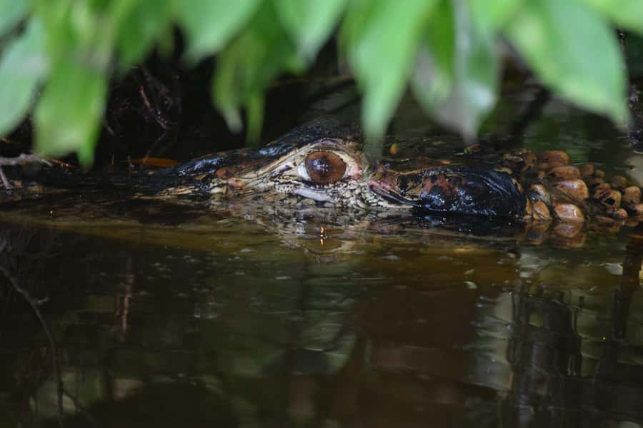Puerto Maldonado: 4-Day Tambopata Rainforest Tour - A riverfront base, not a conventional hotel