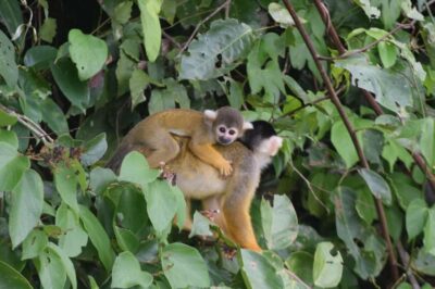4-Day Tambopata Rainforest Tour