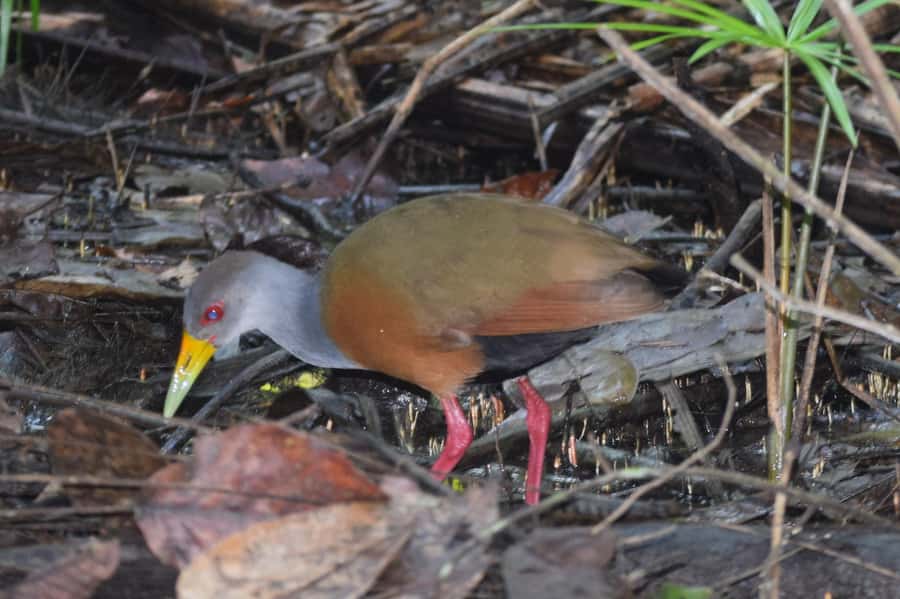 Puerto Maldonado: 4-Day Tambopata Rainforest Tour - Comfort, food, and the real jungle tradeoff