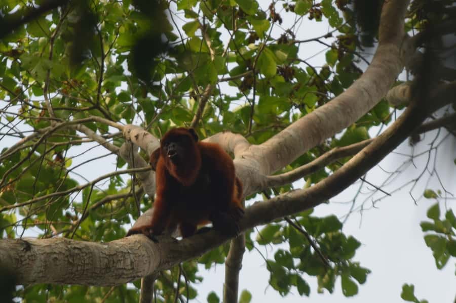 Puerto Maldonado: 4-Day Tambopata Rainforest Tour - Is $424 a fair price?