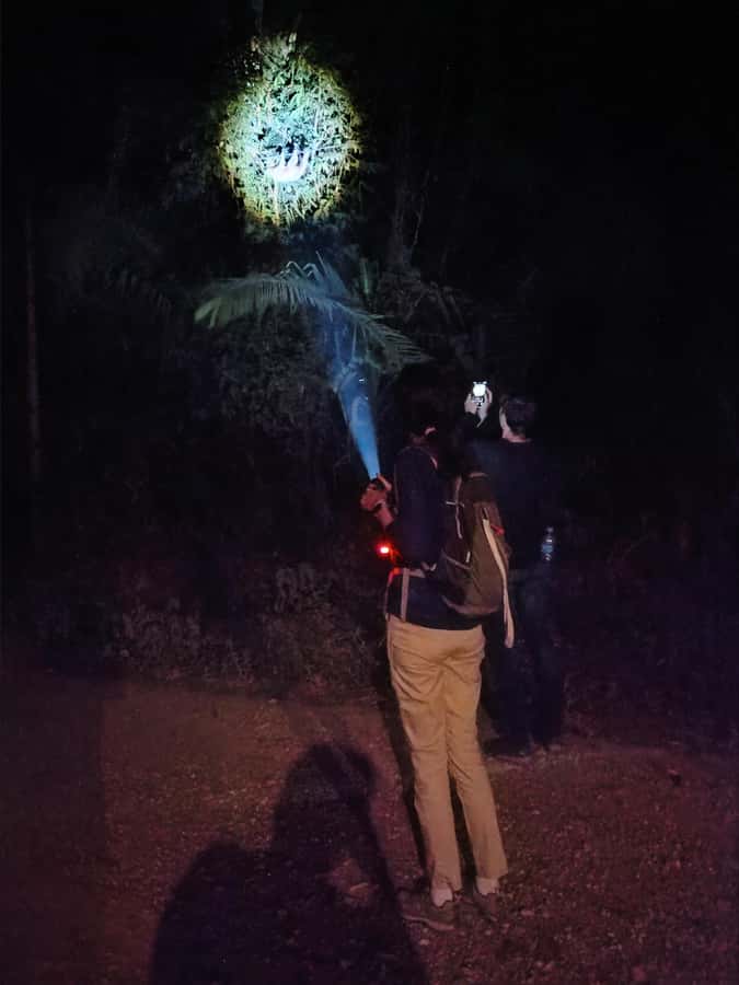 Puerto Maldonado: Jungle Night Tour with Sloths & Tarantulas - Looking for sloths in the canopy