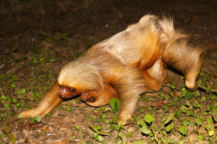 Puerto Maldonado: Jungle Night Tour with Sloths & Tarantulas - Other animals you might find after dark