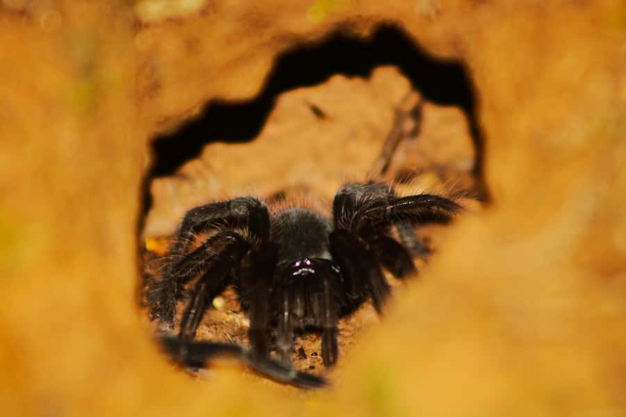 Puerto Maldonado: Jungle Night Tour with Sloths & Tarantulas - Two hours in Tambopata National Reserve