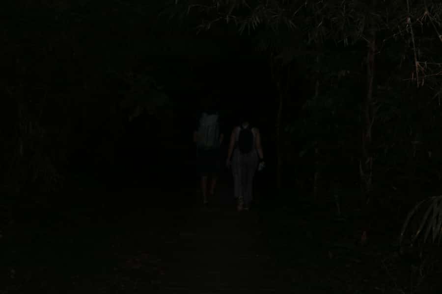 Puerto Maldonado: Jungle Night Tour with Sloths & Tarantulas - Who will enjoy this night walk most