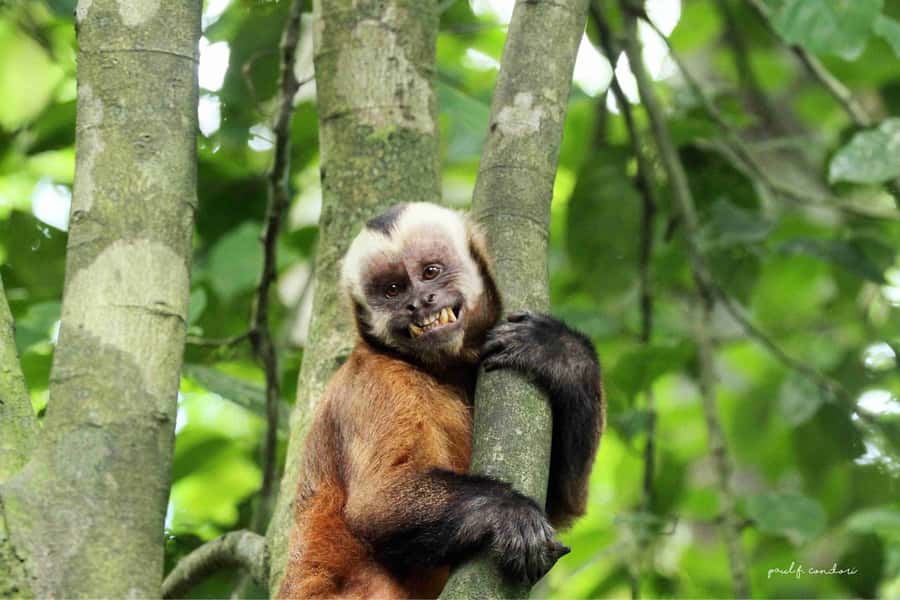 Puerto Maldonado: Sandoval Lake 4-Day, 3-Night Guided Tour - The night walk rewards slow steps