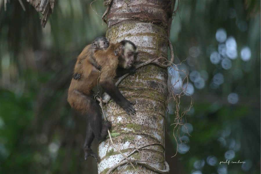 Puerto Maldonado: Sandoval Lake 4-Day, 3-Night Guided Tour - Day 3 at 5:30 a.m.: the forest from above