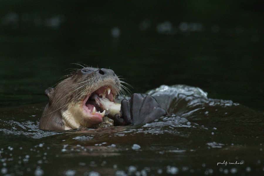 Puerto Maldonado: Sandoval Lake 4-Day, 3-Night Guided Tour - Meals, rooms, and practical comfort