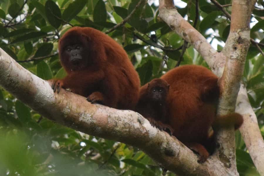 Puerto Maldonado: Sandoval Lake Full-Day Trip with Canoeing - Noon Pickup and the Ride Along the Madre de Dios