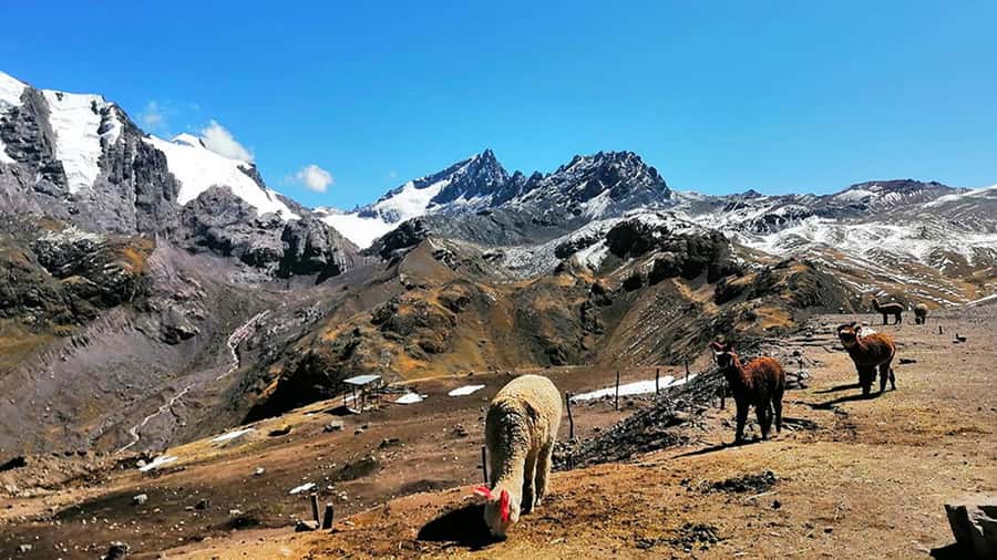 Rainbow Mountain tour and Machu Picchu tour by train - Food and the Cusco connection