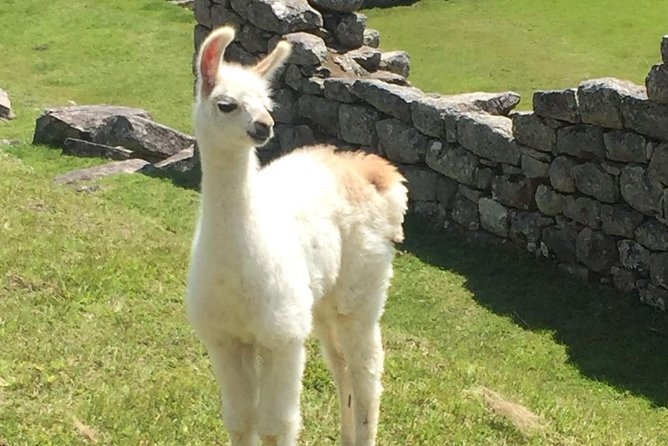 Sacred Valley and Machu Picchu 2-day Tour - Pisaq ruins and the local market