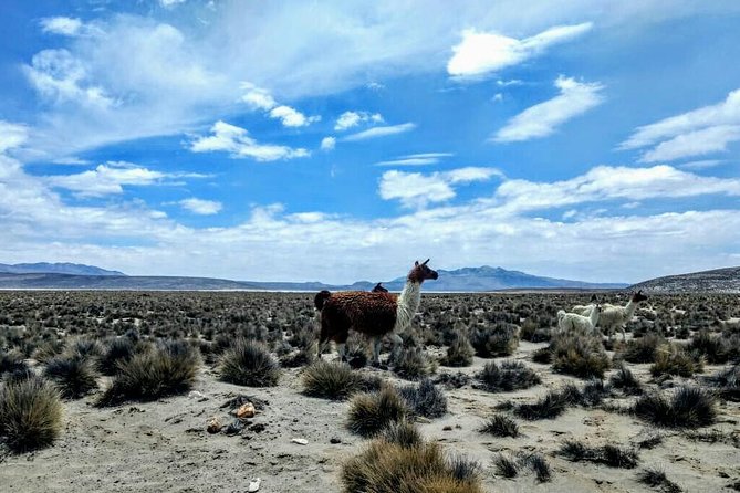 Salinas Salt Lagoon Private tour - Day Trip from Arequipa - The three-kilometer walk around Salinas