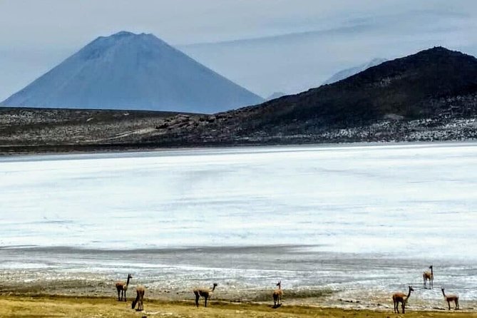 Salinas Salt Lagoon Private tour - Day Trip from Arequipa - How Elly and the private format shape the day