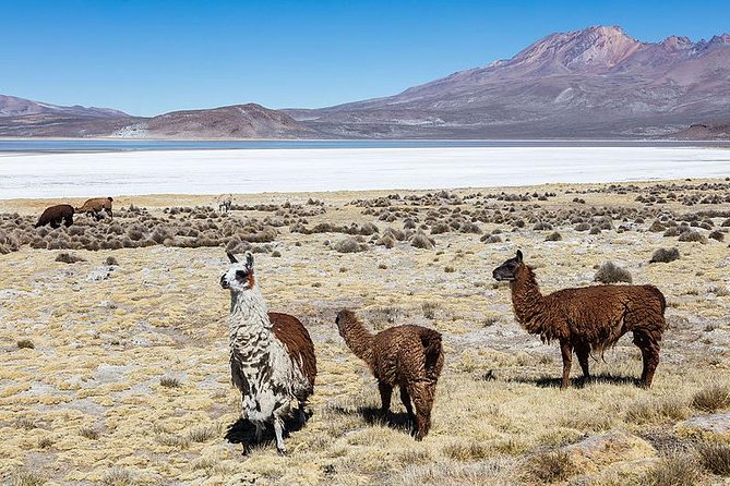 Salinas Salt Lagoon Private tour - Day Trip from Arequipa - Chiguata and the slopes of Pichu Pichu