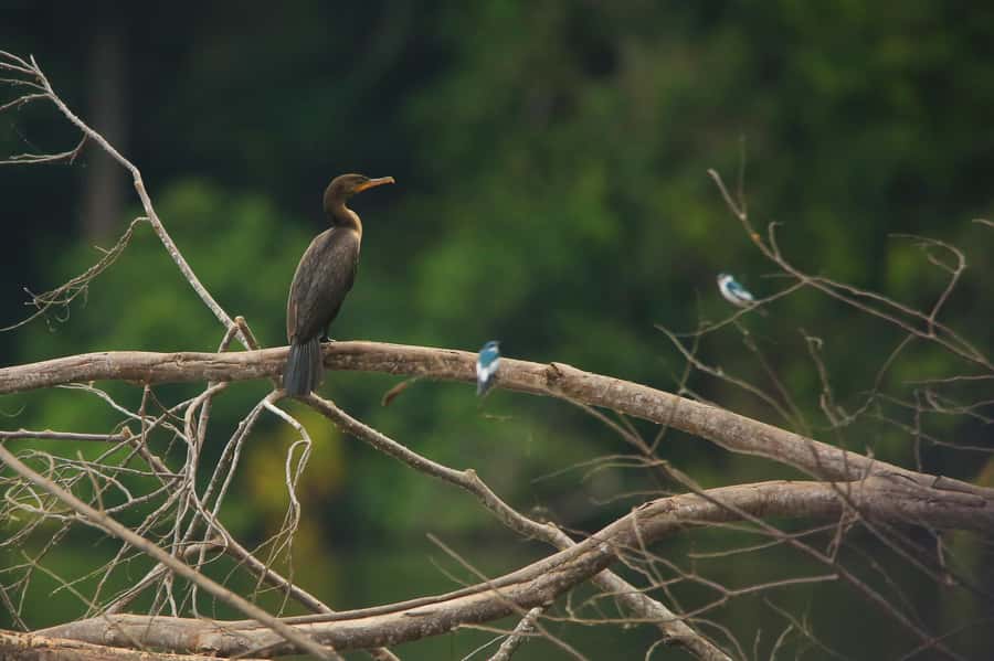 Sandoval Lake & Parrot Clay lick 3 Days/2 Nights - What this three-day Amazon trip actually delivers